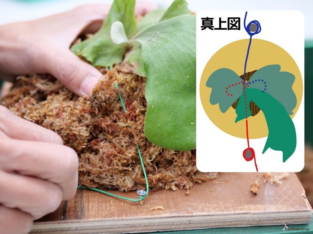 ビカクシダ コウモリラン 板付 ビカクシダ固定用ワイヤーを巻く