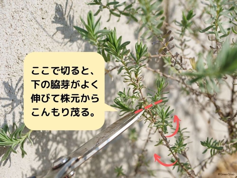 ラベンダー 剪定 切る位置