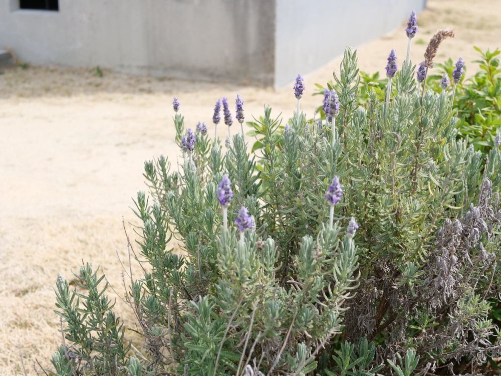 ラベンダー デンタータ