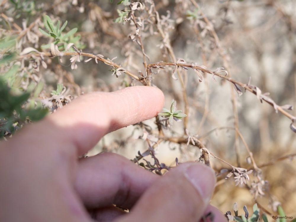 ラベンダー 剪定 新芽