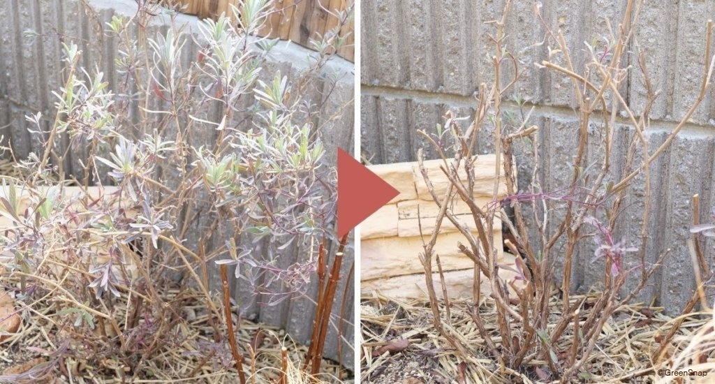 イングリッシュラベンダー 剪定 ビフォーアフター