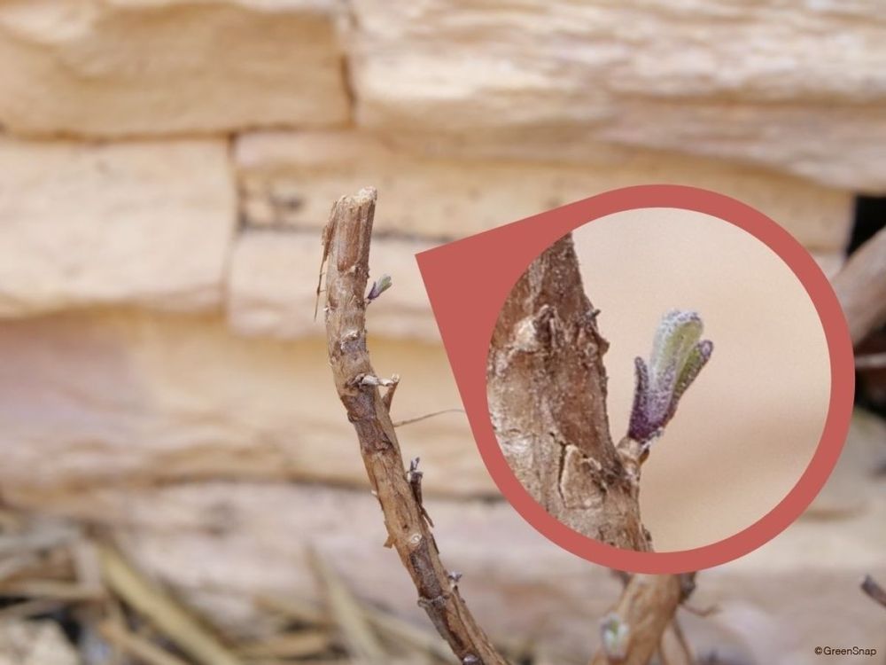 ラベンダー 剪定 芽 木質化