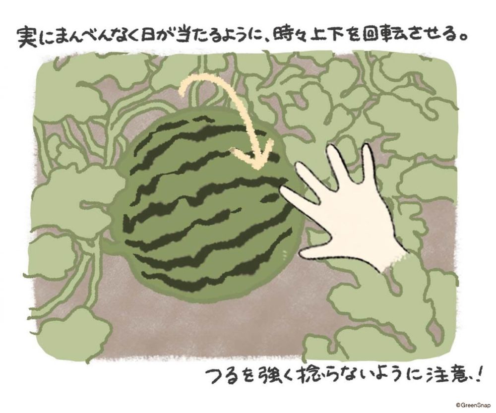 スイカ 玉直し・収穫 イラスト
