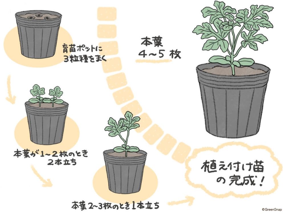 スイカ 種まき イラスト