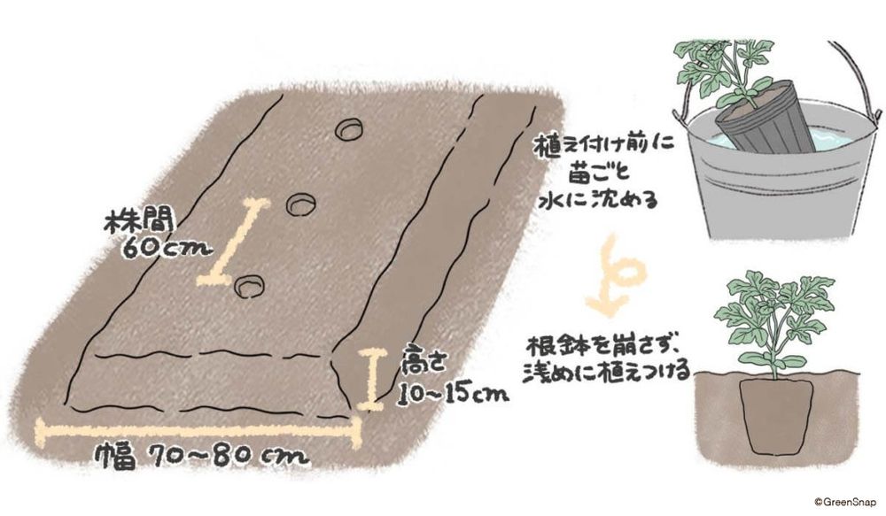 スイカ　植え付け　地植え　イラスト