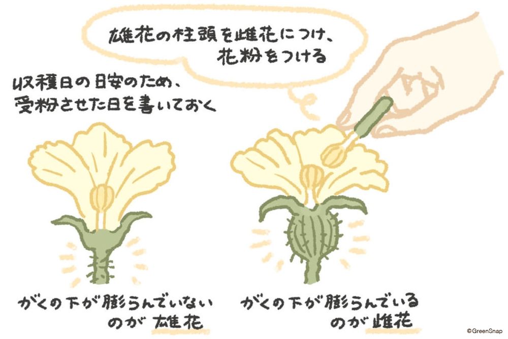 スイカ 人工受粉 イラスト