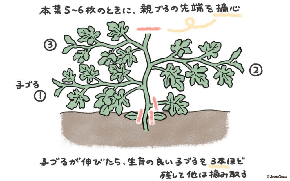 スイカ 摘芯・整枝 イラスト
