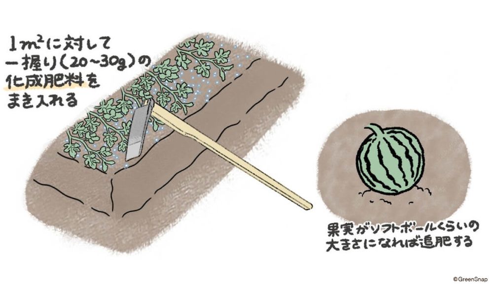 スイカ　肥料・追肥　イラスト