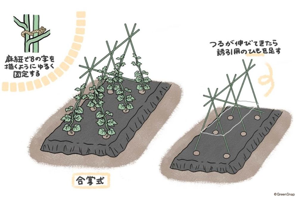 ゴーヤ 支柱 地植え イラスト