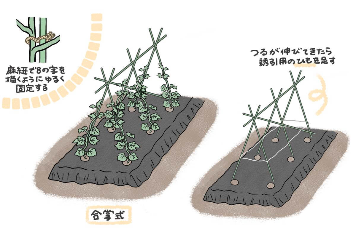 ゴーヤの育て方 プランター栽培もできる 種まきや肥料を施す時期は Greensnap グリーンスナップ