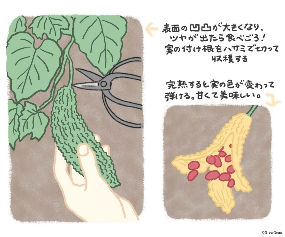 ゴーヤ 収穫 イラスト