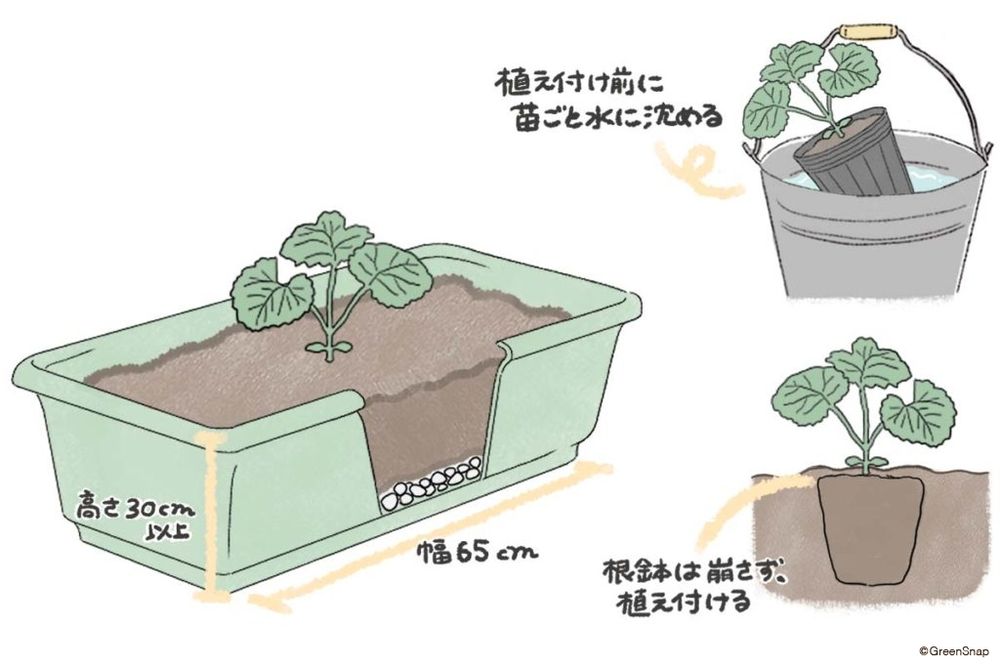 ゴーヤ 植え付け プランター イラスト