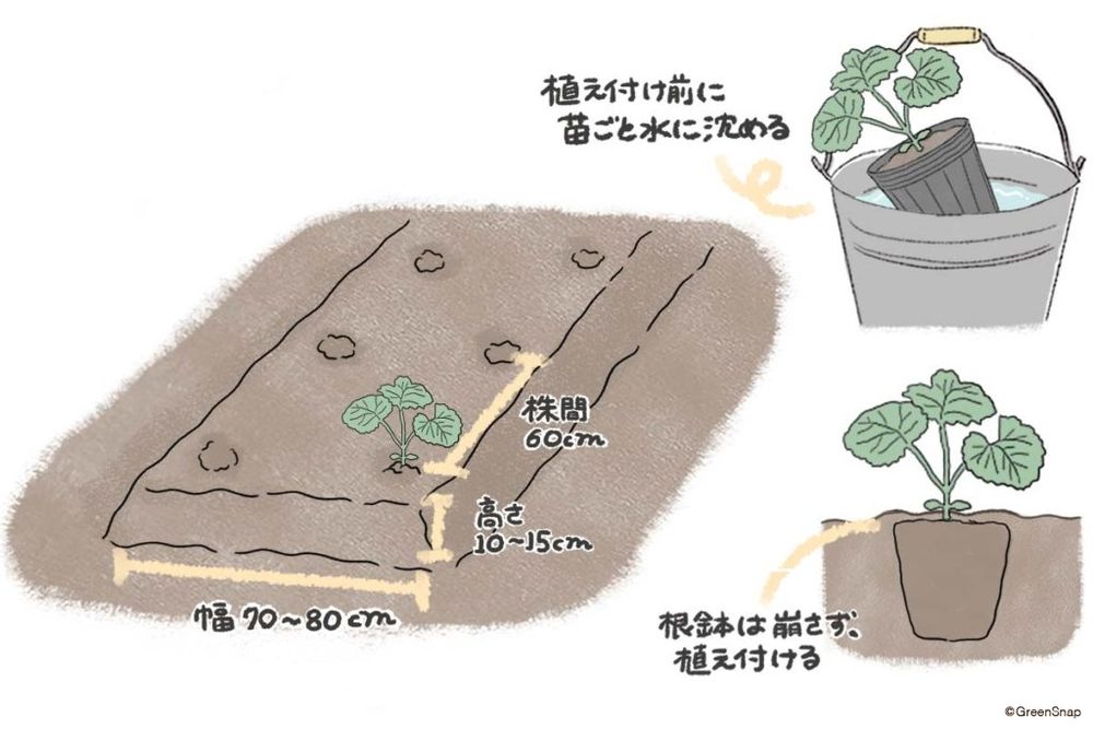 ゴーヤ　植え付け　地植え　イラスト