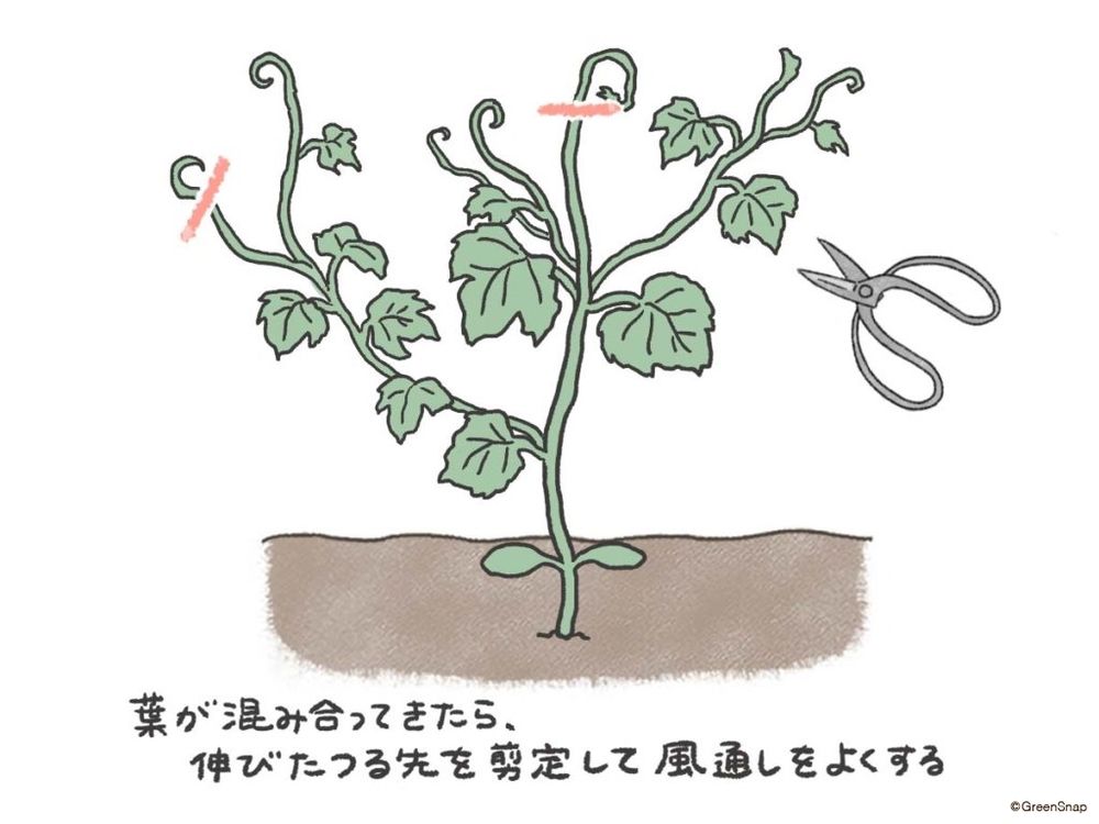 ゴーヤ 整枝 イラスト