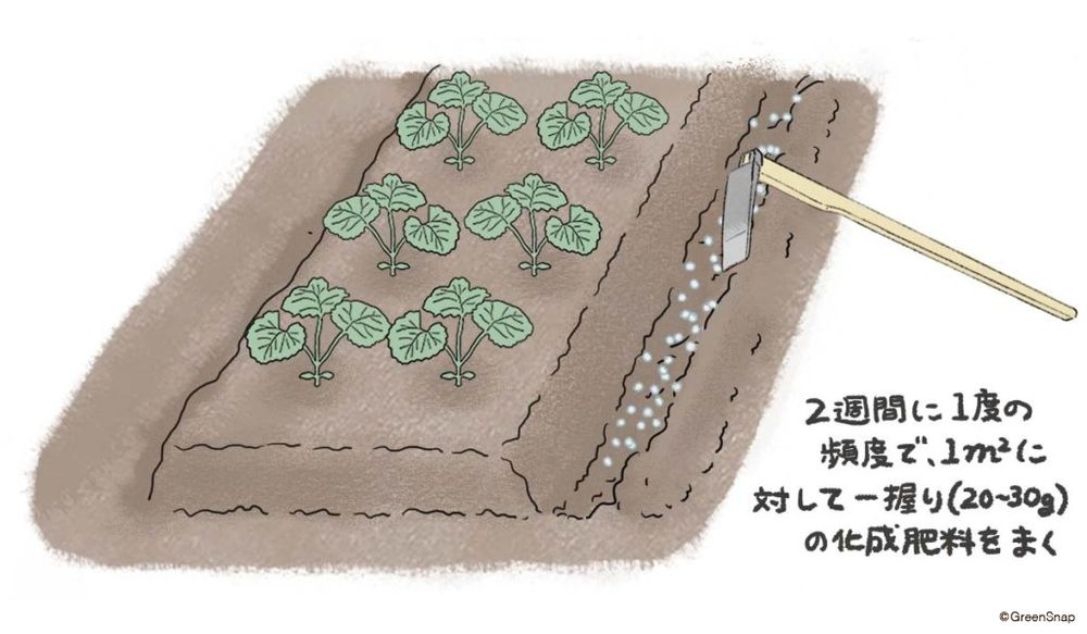 ゴーヤ　肥料・追肥　イラスト