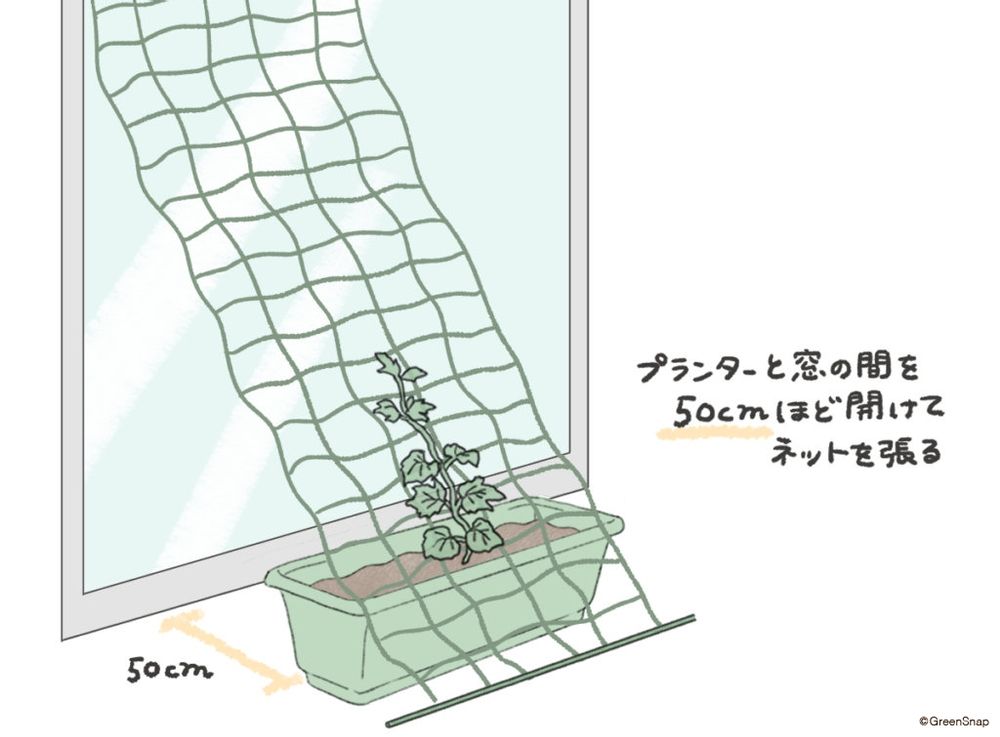 ゴーヤ 支柱 プランター イラスト