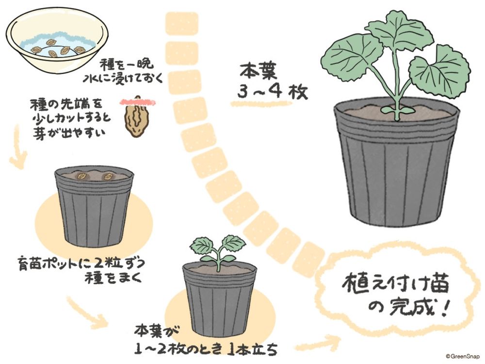 ゴーヤ 種まき イラスト