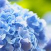 アジサイ(紫陽花)を水揚げして切り花を長く楽しもう！方法やコツは？の画像