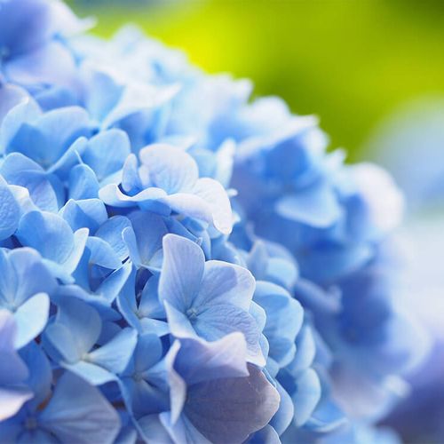 アジサイ 紫陽花 を水揚げして切り花を長く楽しもう 方法やコツは Greensnap グリーンスナップ アジサイ 紫陽花 を水揚げして切り花を長く楽しもう 方法やコツは Greensnap グリーンスナップ
