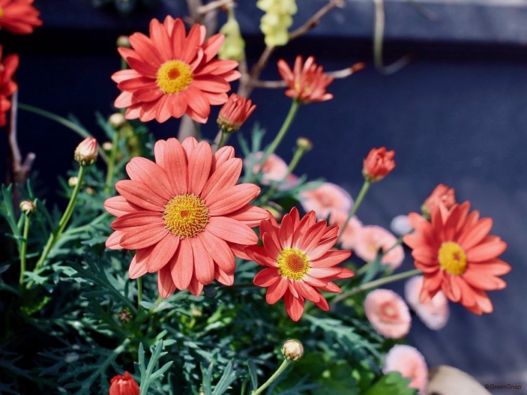 オレンジのマーガレット