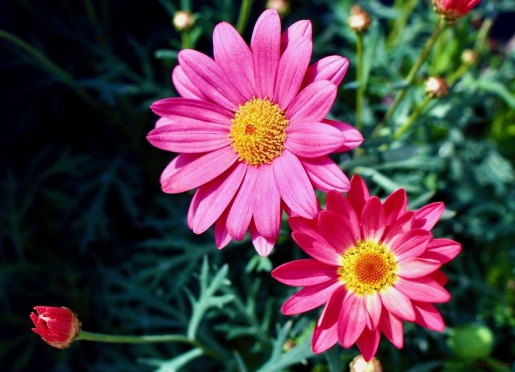 ピンクのマーガレット