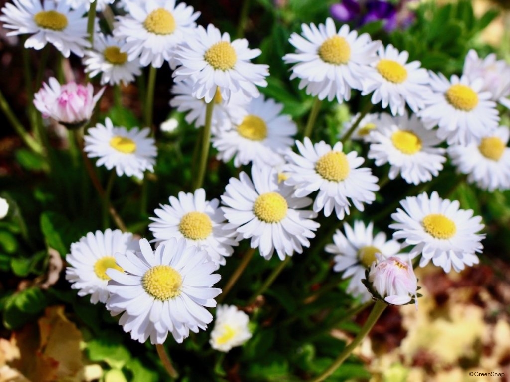 白いマーガレット