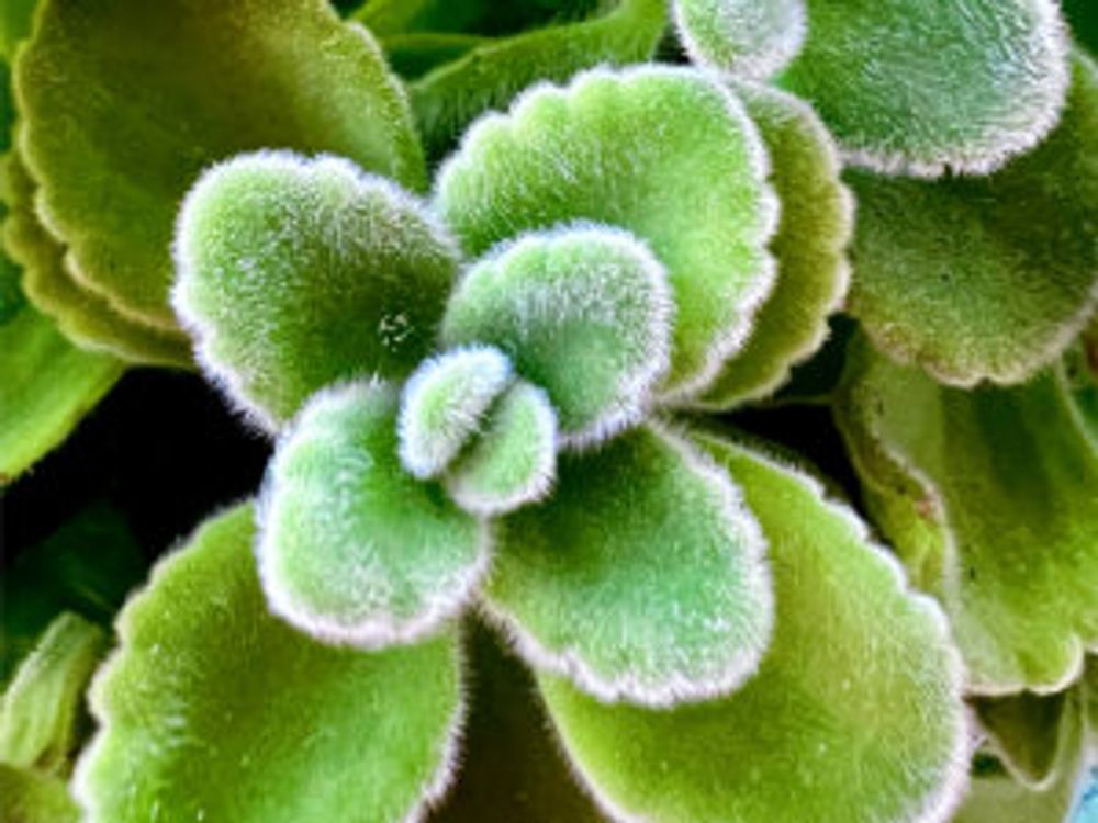 アロマティカス　アップ