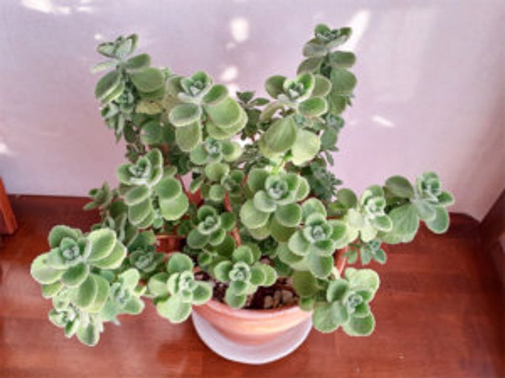 アロマティカス　室内