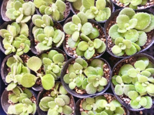 アロマティカスはゴキブリ対策や虫除けになる 効果的な置き場所は Greensnap グリーンスナップ