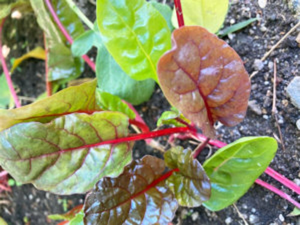 スイスチャード アップ