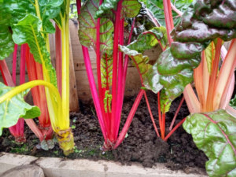 スイスチャード　カラフル