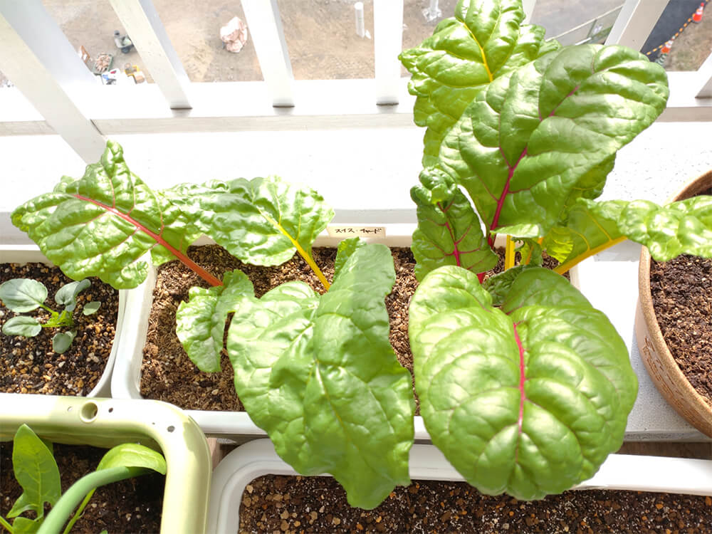 スイスチャードの栽培・育て方｜種まきや苗植えの時期、プランターでの 