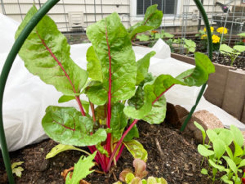 スイスチャード 花壇