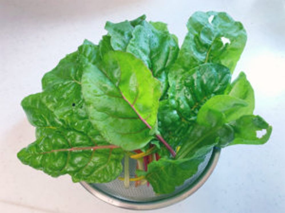 スイスチャード 収穫