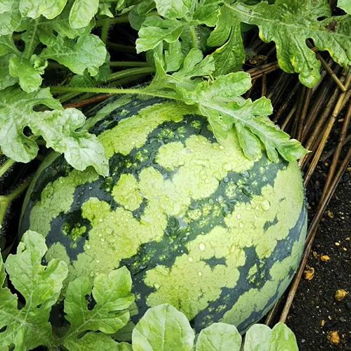 スイカの育て方 水やりの頻度や植え方 肥料の与え方は 初心者でも栽培できる Greensnap グリーンスナップ スイカの育て方 水やりの頻度や植え方 肥料の与え方は 初心者でも栽培できる Greensnap グリーンスナップ