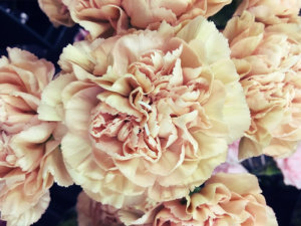 カーネーション　クレオラ