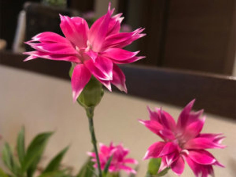 カーネーション　スターチェリー