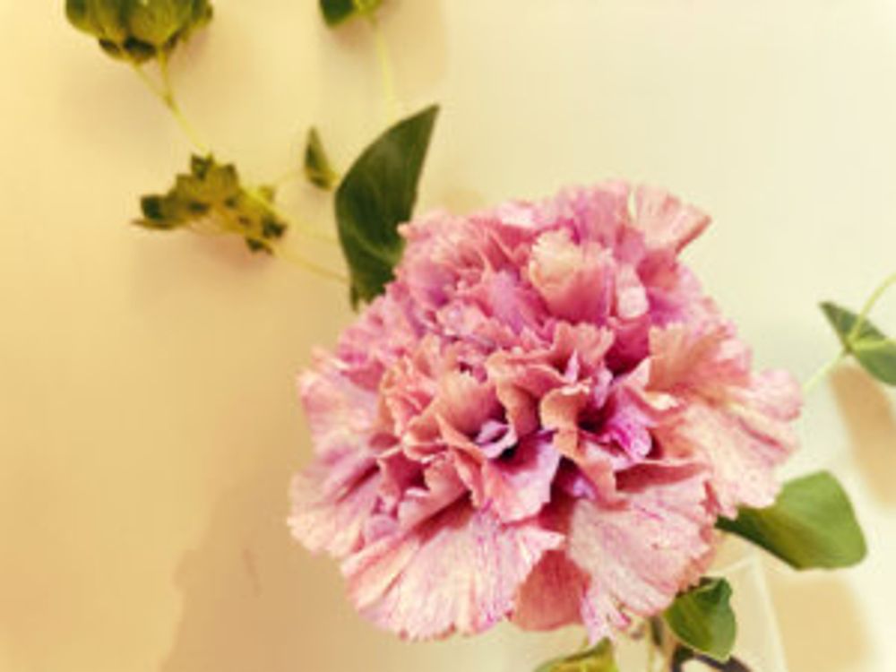 カーネーション　バビロン