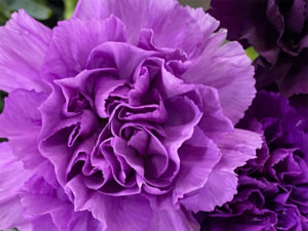 カーネーション　ムーンダスト