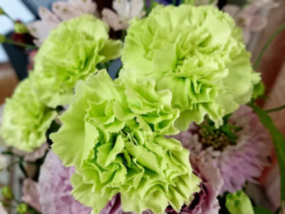 カーネーション　ロイヤルグリーン