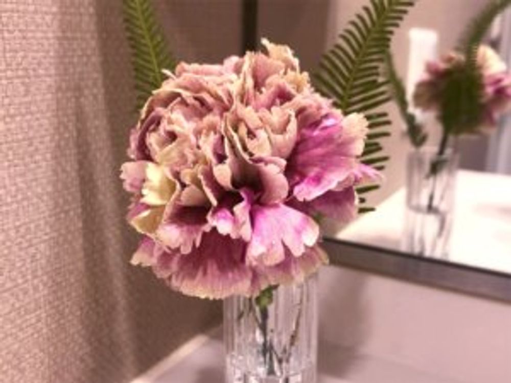 カーネーション　アンティグア