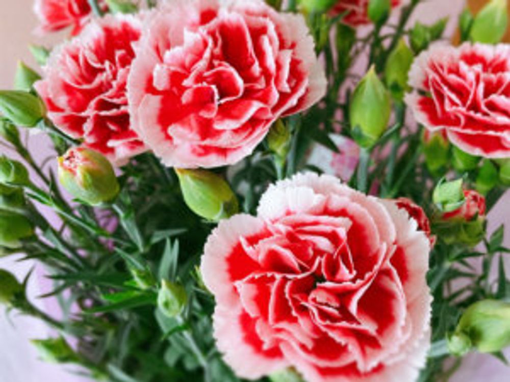 カーネーション　複色