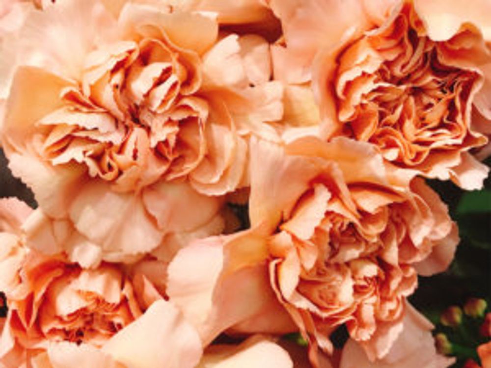 カーネーション　キャラメル