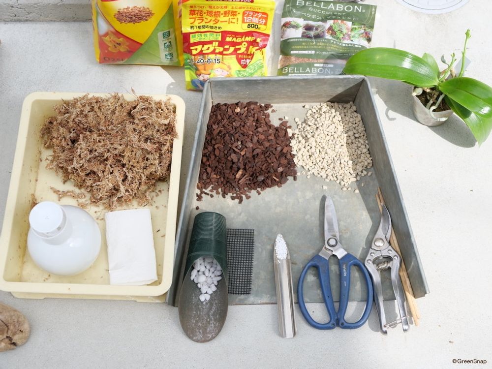 胡蝶蘭 植え替え 準備するもの