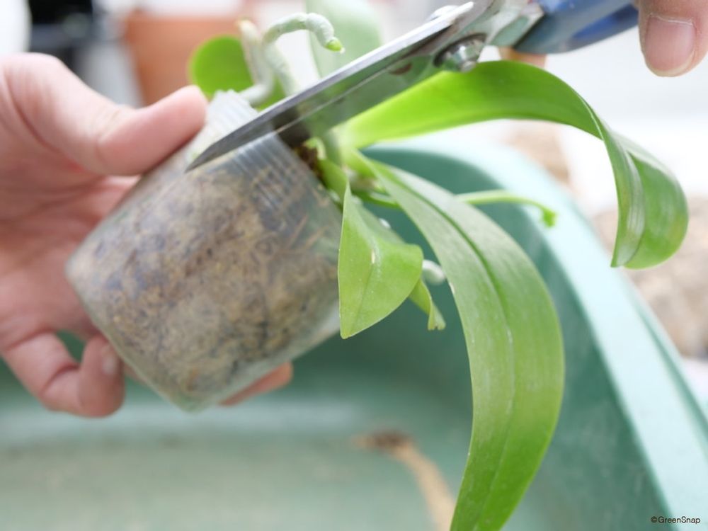 胡蝶蘭 植え替え ポットから取り出す