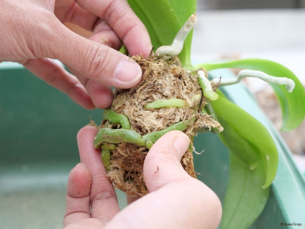 胡蝶蘭 植え替え 古い水苔を取り外す