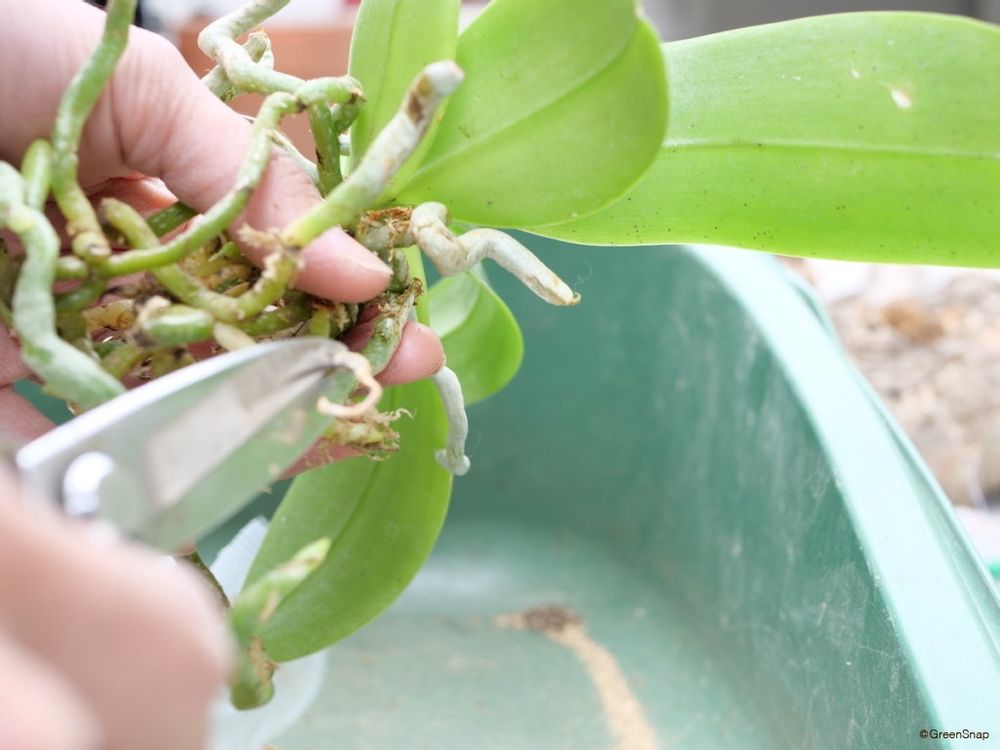 胡蝶蘭 植え替え 傷んだ根と長い根を切る