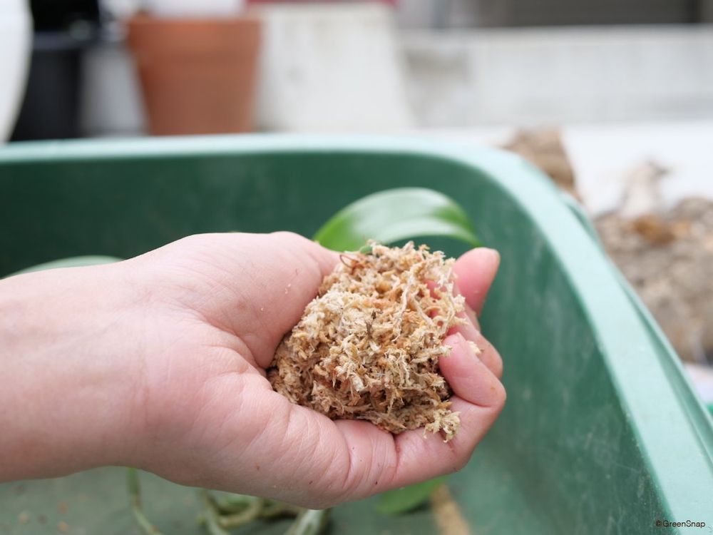 胡蝶蘭 植え替え 水苔をピンポン球大とる
