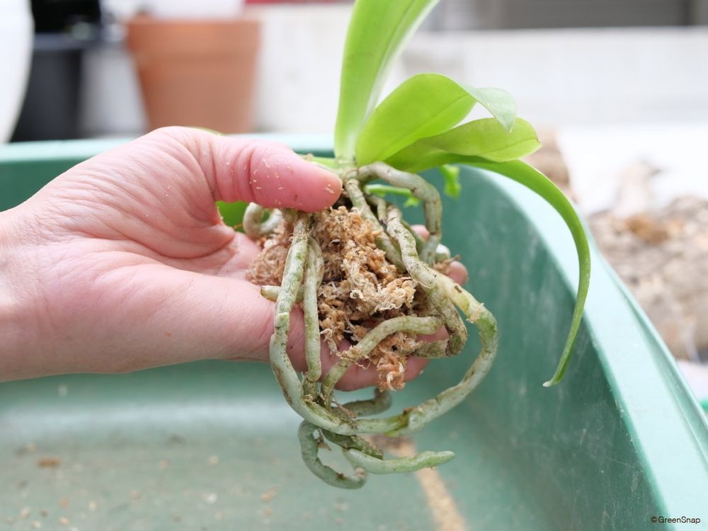 胡蝶蘭 植え替え 水苔を根の間にいれる