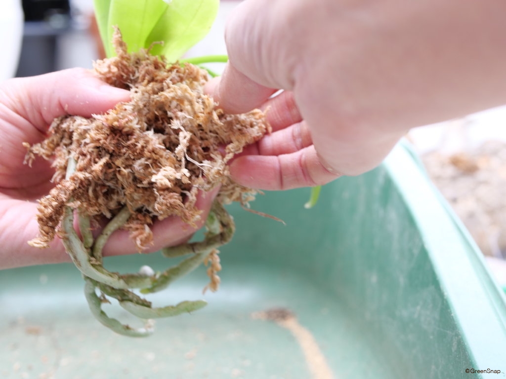 胡蝶蘭 植え替え 外側の根を水苔で包む